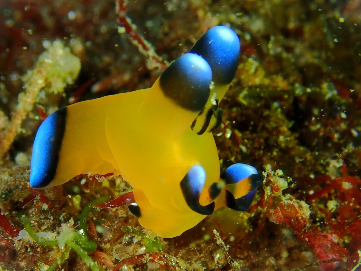 2/15 二木島ダイビングツアー この時期はウミウシ豊作です