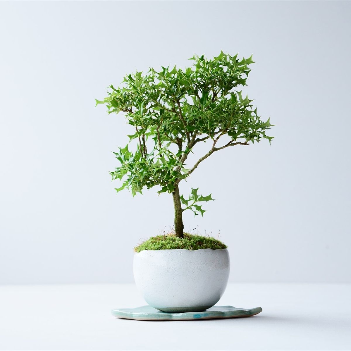 姫ヒイラギ｜石木花図鑑｜石木花｜SEKIBOKKA｜盆栽