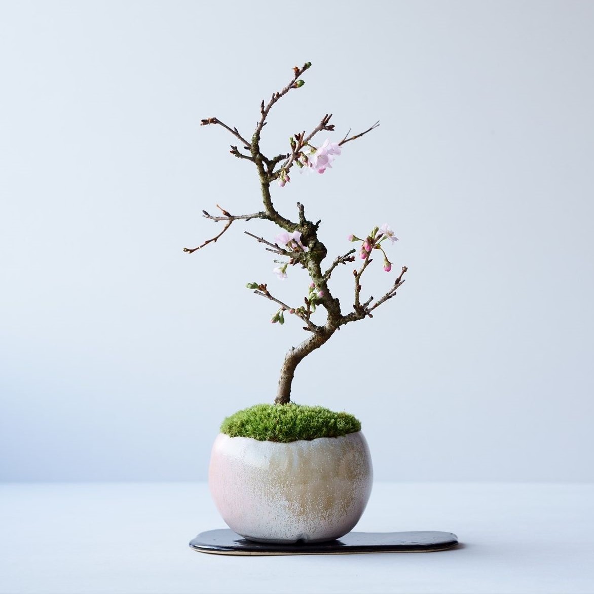 中品盆栽、十月桜[斜幹模様木]花、花芽付き やや傷や