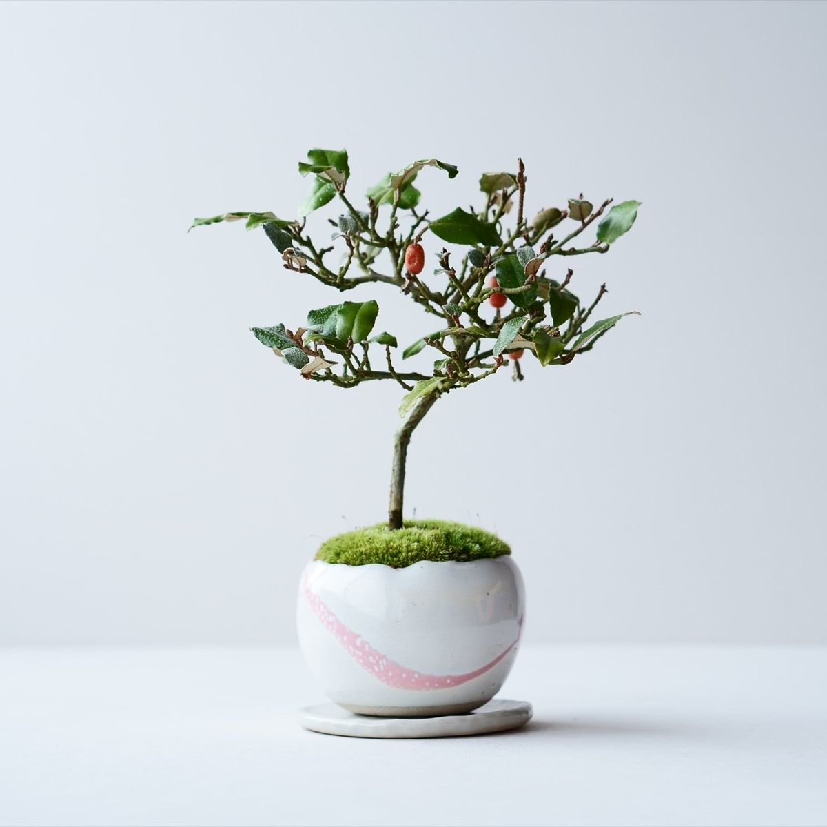 寒グミ｜石木花図鑑｜石木花｜SEKIBOKKA｜盆栽