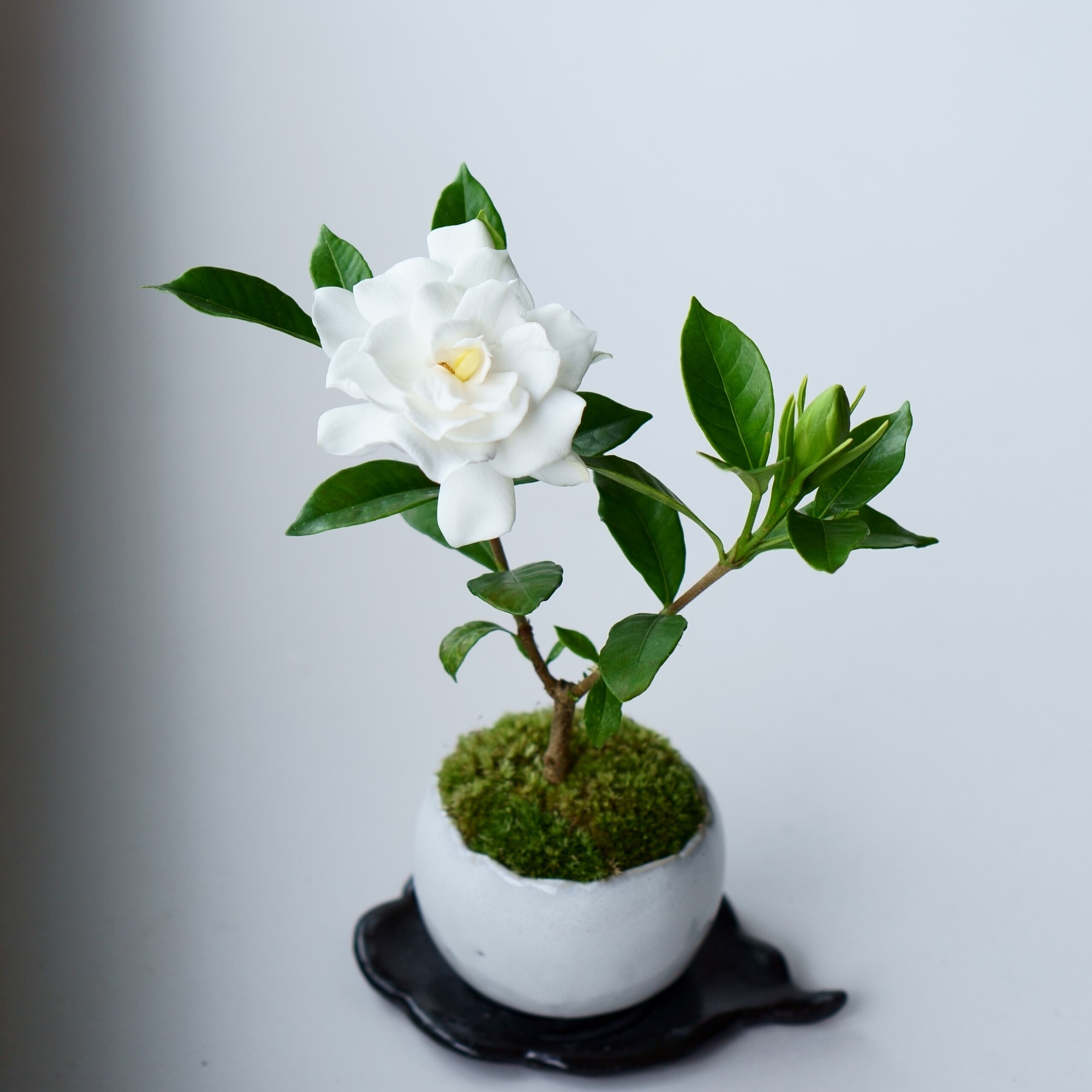 クチナシ｜石木花図鑑｜石木花｜SEKIBOKKA｜盆栽