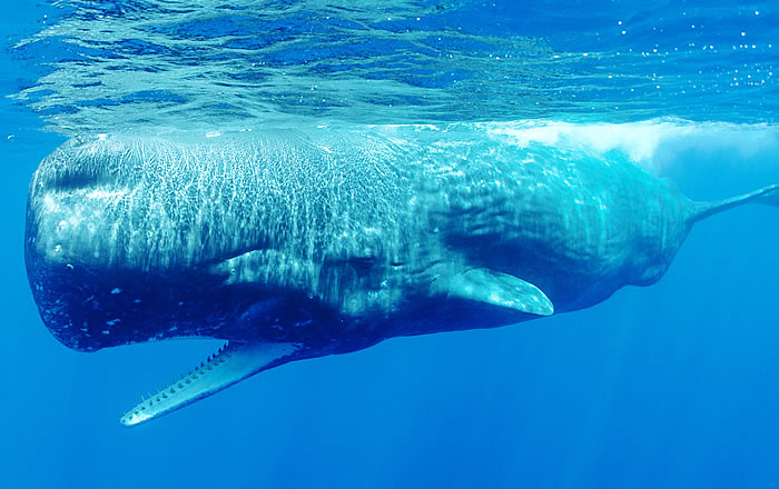 種類によって特徴は様々？ハクジラの歯 | 札幌駅北口すぐの歯医者