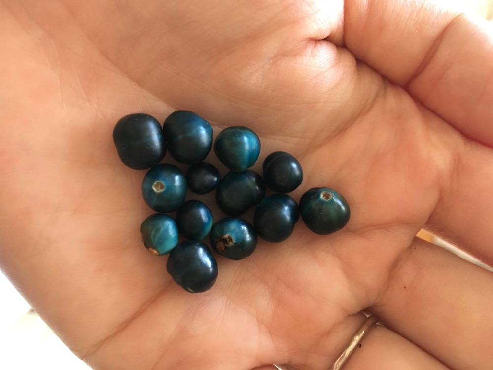 植物染料の栽培：クサギの実の収穫 - Shukuko Quilt - シュクコキルト