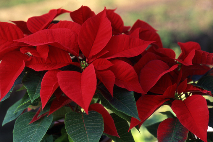 ポインセチアの育て方・栽培方法｜植物図鑑｜みんなの趣味の園芸（NHK