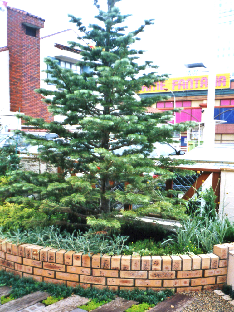 銀色の葉がカッコいい！『ブンゲンス・ポプシー』 | ガーデン