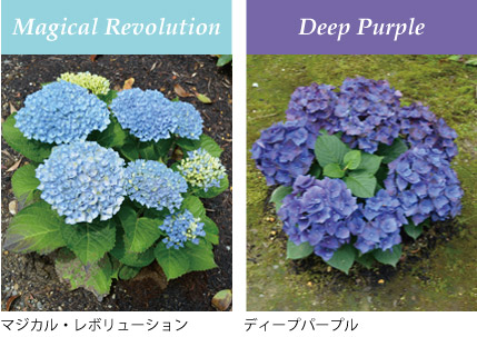 新善光寺HP-紫陽花の丘