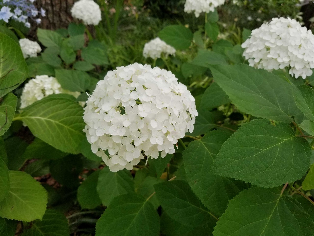 白い花と緑の花 | 花だより | 白鳥庭園｜名古屋市熱田区