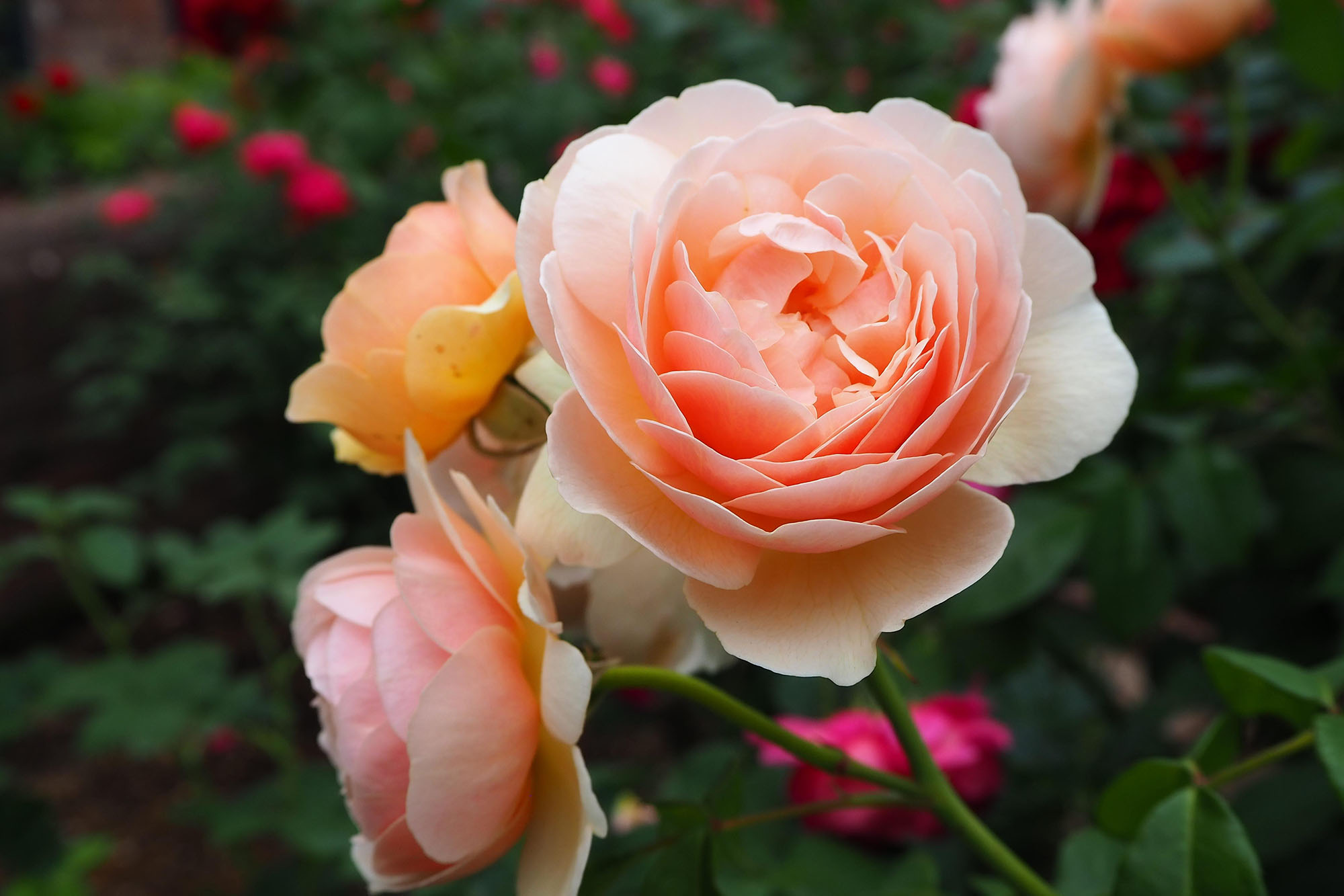 スィート・ジュリエット | ローズガーデン | 白い恋人パーク