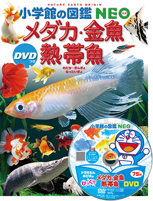 メダカ・金魚・熱帯魚 DVDつき | 小学館の図鑑NEOシリーズ | 小学館