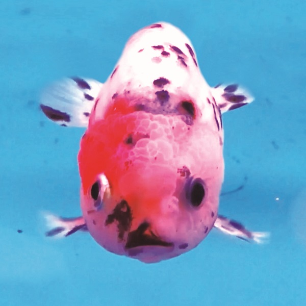 CLIMB THE MIND - チャンネル3 | STIFF SLACK