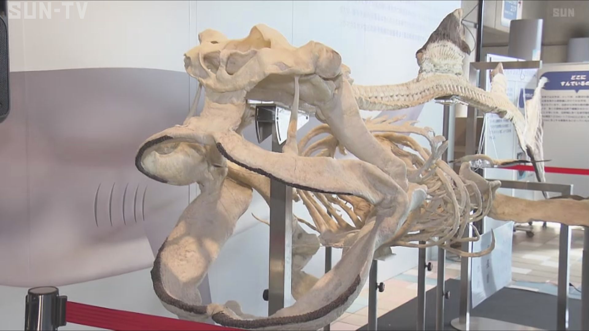 須磨海浜水族園 「幻のサメ」メガマウスザメの骨格標本展示 西日本での