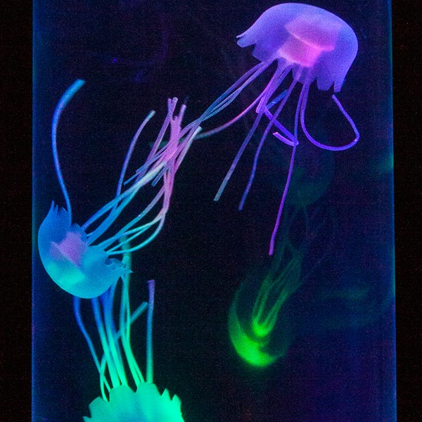 幻想クラゲ・アクアチューブ (ジェリーフィッシュ,アクアリウム,水槽