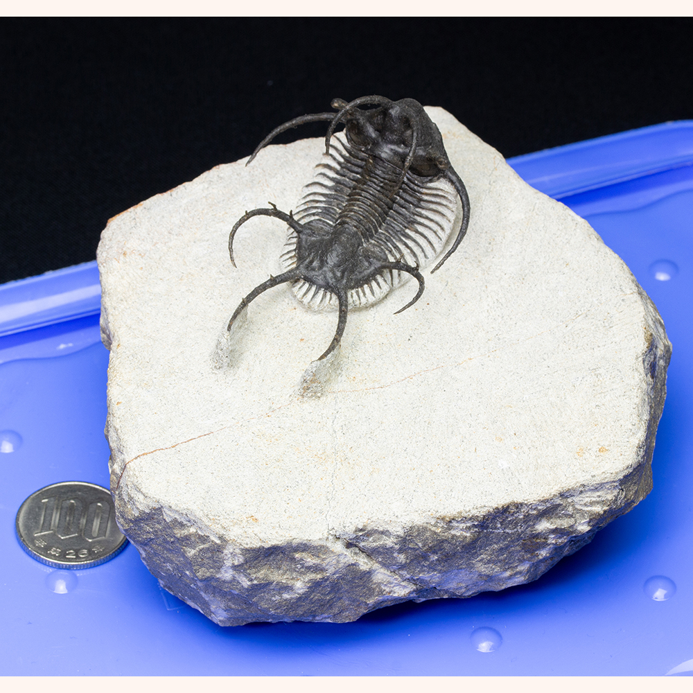 セラタルゲスT12｜恐竜・化石グッズの専門店 ふぉっしる