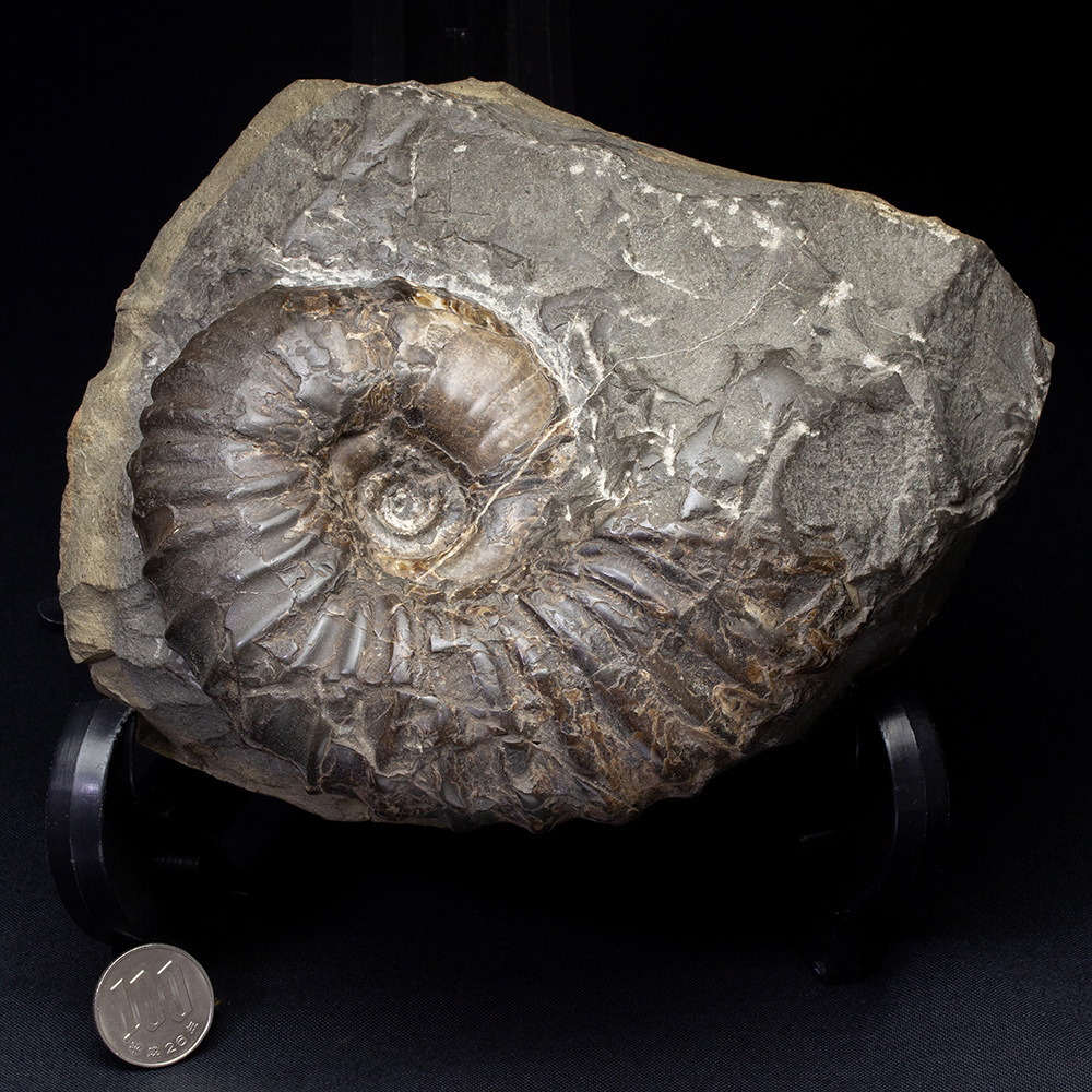 アンモナイト化石 北海道 三笠 アナゴードリセラス アンモナイト化石