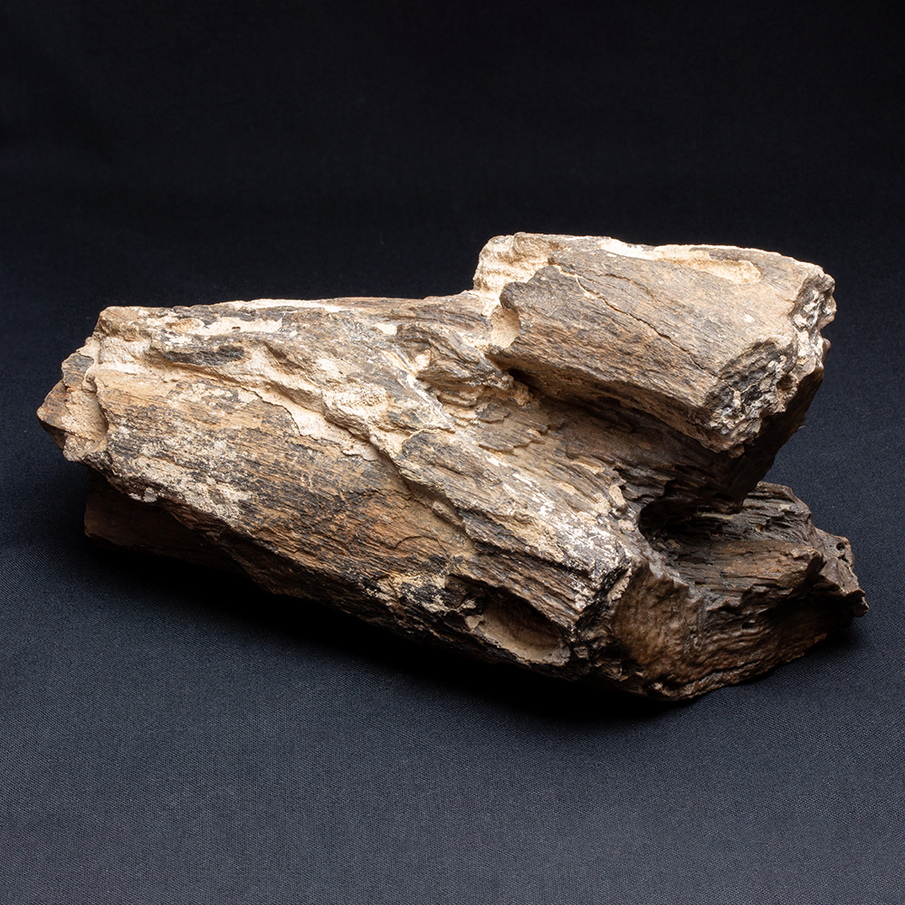 珪化木101｜恐竜・化石グッズの専門店 ふぉっしる