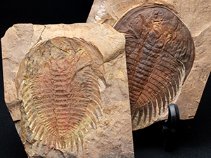 アメリカ産三葉虫｜恐竜・化石グッズの専門店 ふぉっしる