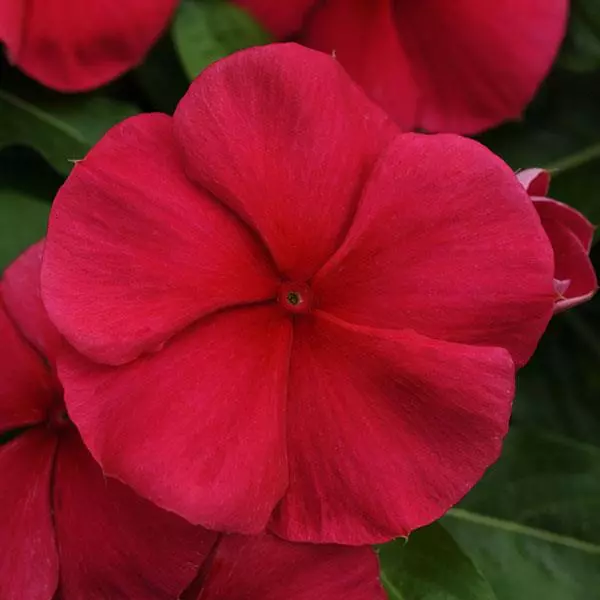 Vinca Mediterranean XP Dark Red
