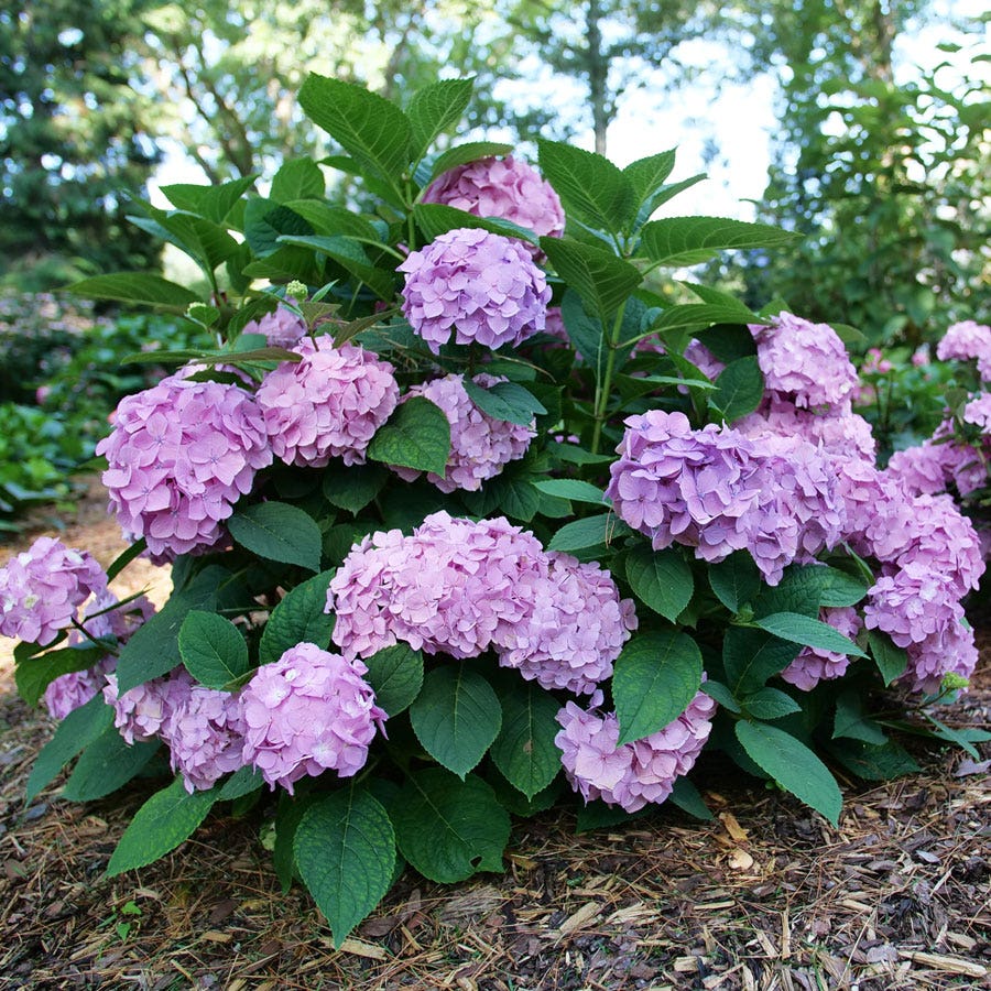 Hydrangea Let's Dance Sky View® Bigleaf Hydrangea – Park Seed