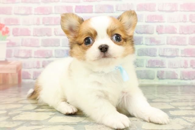 チワワ(ロング)(ホワイトレッド)の子犬を価格や特徴で探す|ペット