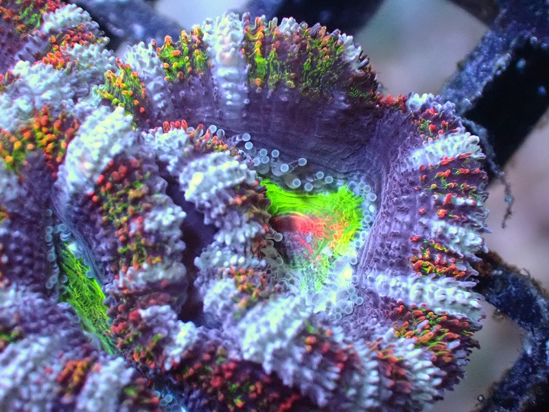 yasu】カクオオトゲキクメイシ、オオバナサンゴ yasu】カクオオトゲ