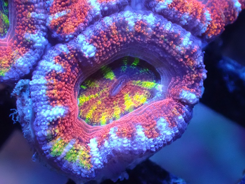 サンゴまとめ買い割引き10％〜20%OFF対象商品】 【サンゴ】【通販