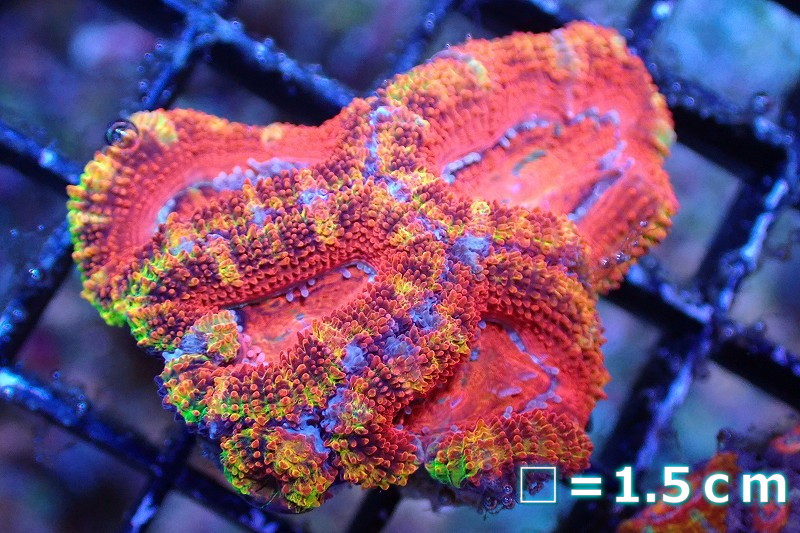 yasu】カクオオトゲキクメイシ、オオバナサンゴ yasu】カクオオトゲ