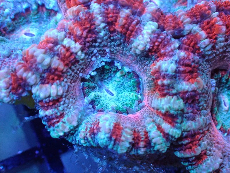 サンゴまとめ買い割引き10％〜20%OFF対象商品】 【サンゴ】【通販