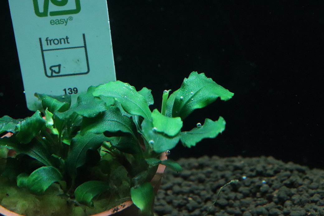 通販 水草】トロピカ社 ブセファランドラ sp グリーンウェイビー(輸入