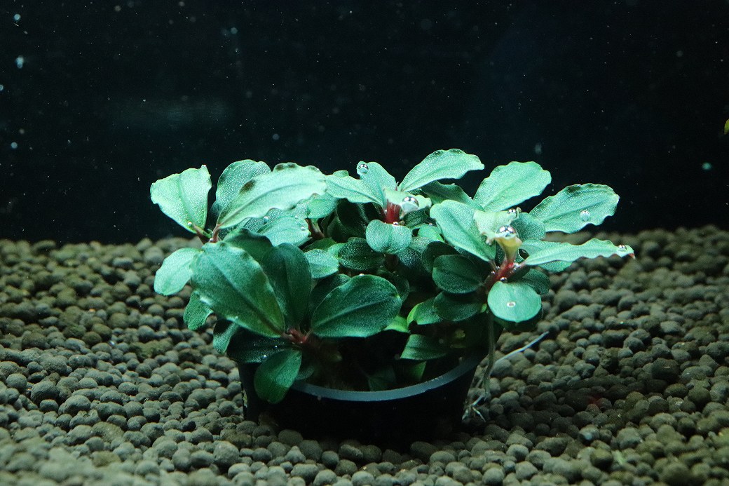 通販 水草】ブセファランドラ sp ブラウニーゴースト(輸入品)【1ポット