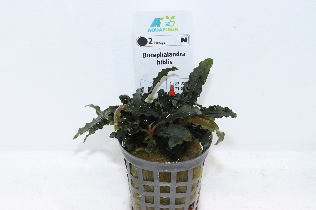 通販 水草】ブセファランドラ ビブリス(輸入品)【1ポット サンプル画像