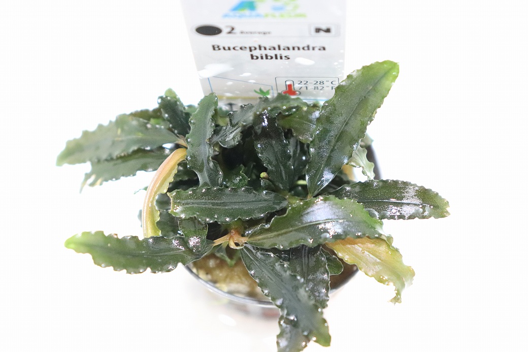 通販 水草】ブセファランドラ ビブリス(輸入品)【1ポット サンプル画像