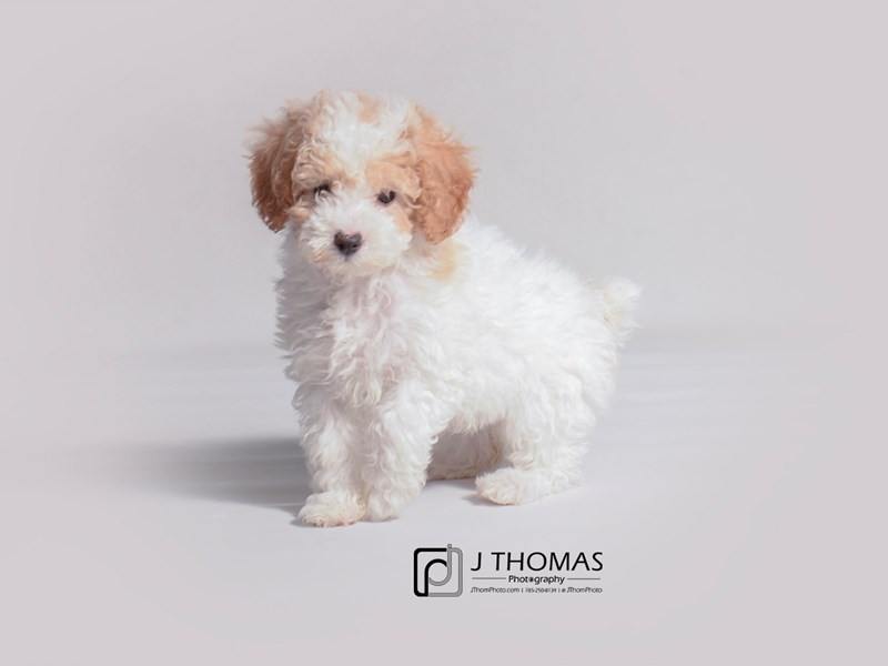 Poodle Puppy White and Apricot ID:19258 Located at Petland Topeka