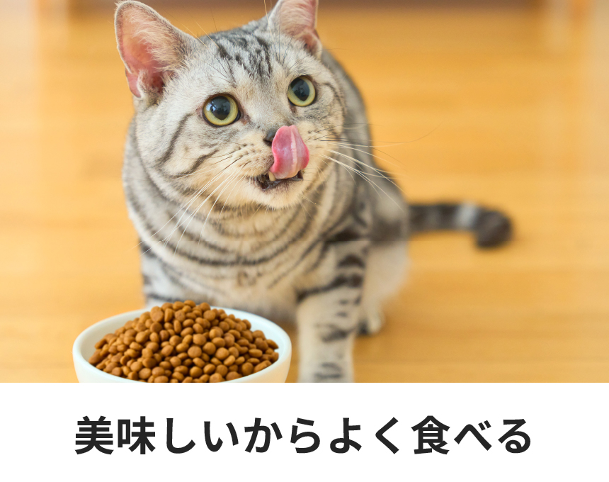 猫用キドニーケア プラス（可溶性繊維）＜フィッシュ＆チキンテイスト