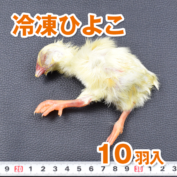 送料無料 冷凍ヒヨコ100羽 リタイア20匹 Amazon.co.jp: フクロウ・タカ