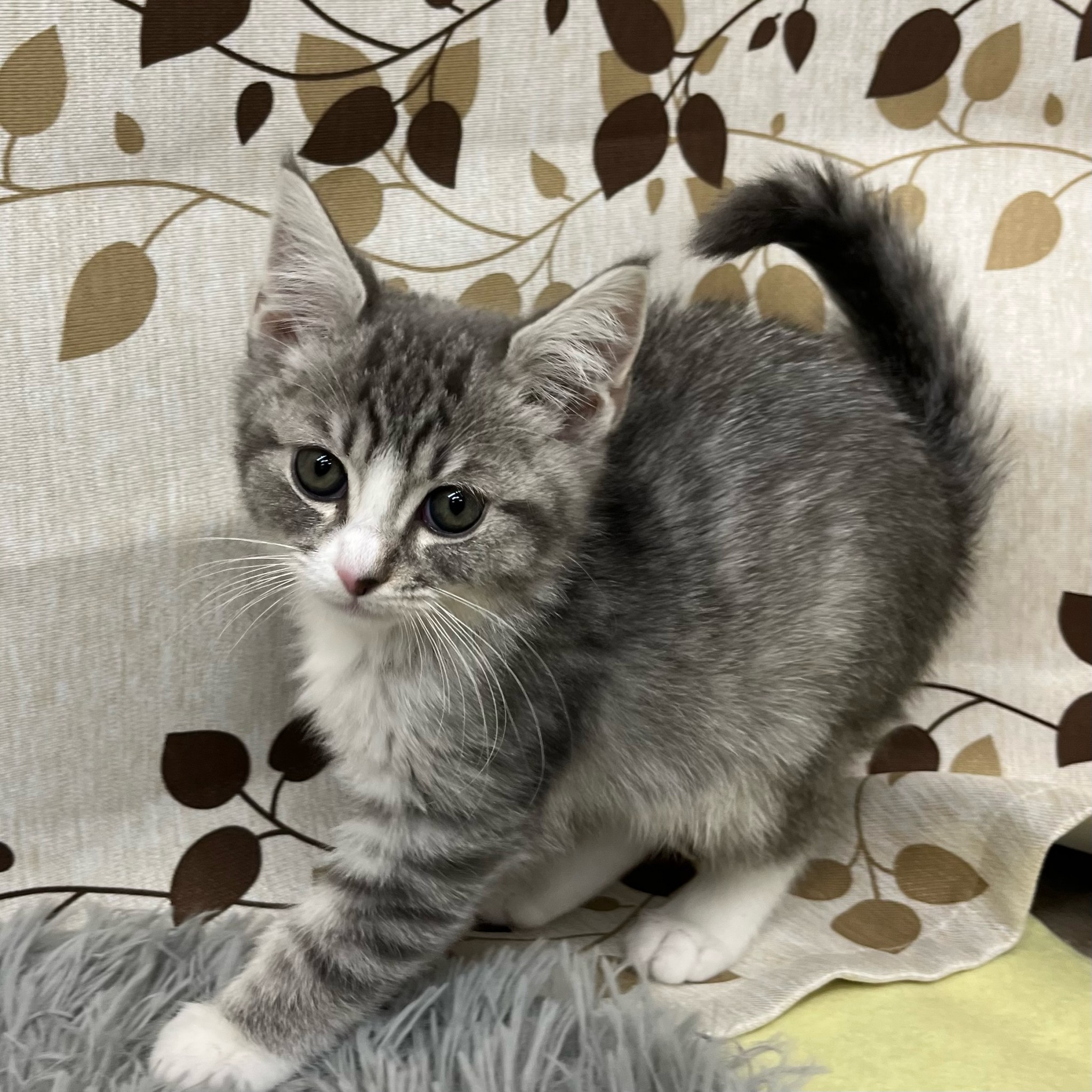 ハーフ(ラガマフィン×ロシアンブルー) | 総合ペットショップ マルエス