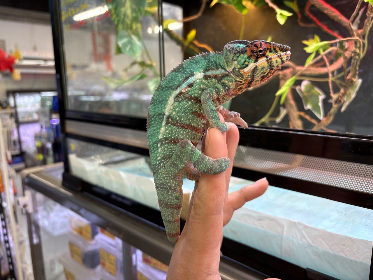 価格の安いレアロカリティ！ チェコCB パンサーカメレオン ノシミチオ