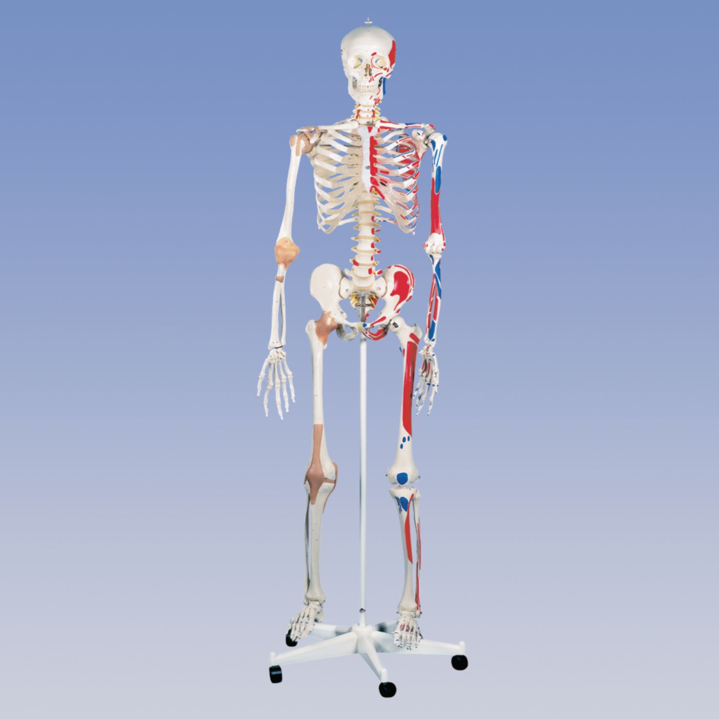 Deluxe Skeleton - Pelvic Mounted | Life-Size Human Skeleton