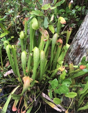 ダーリングトニア・カリフォルニカの判定方法 (Darlingtonia californica)