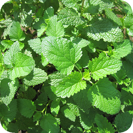 レモンバーム – プラナロム エッセンシャルオイル・精油｜健草医学舎