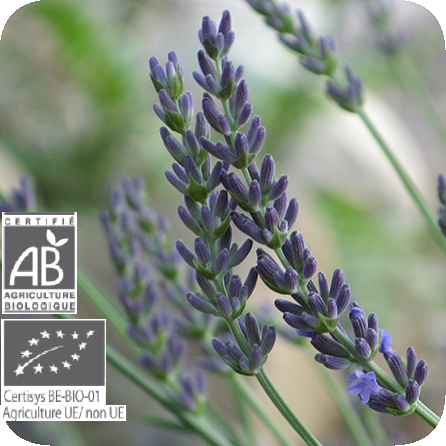 ラベンダー・グロッソ – プラナロム エッセンシャルオイル・精油｜健草