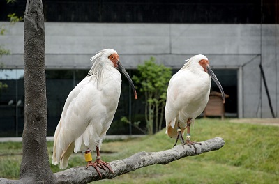 トキについて | 石川県