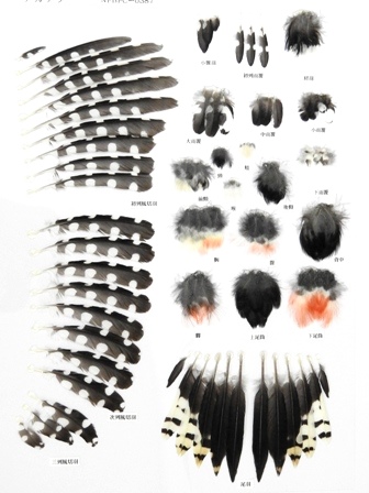 羽標本（キツツキ目） - 新潟県ホームページ