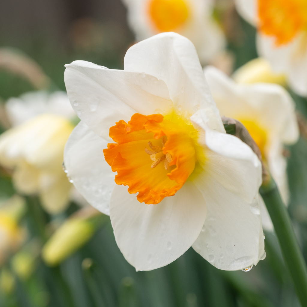 Daffodil April Queen