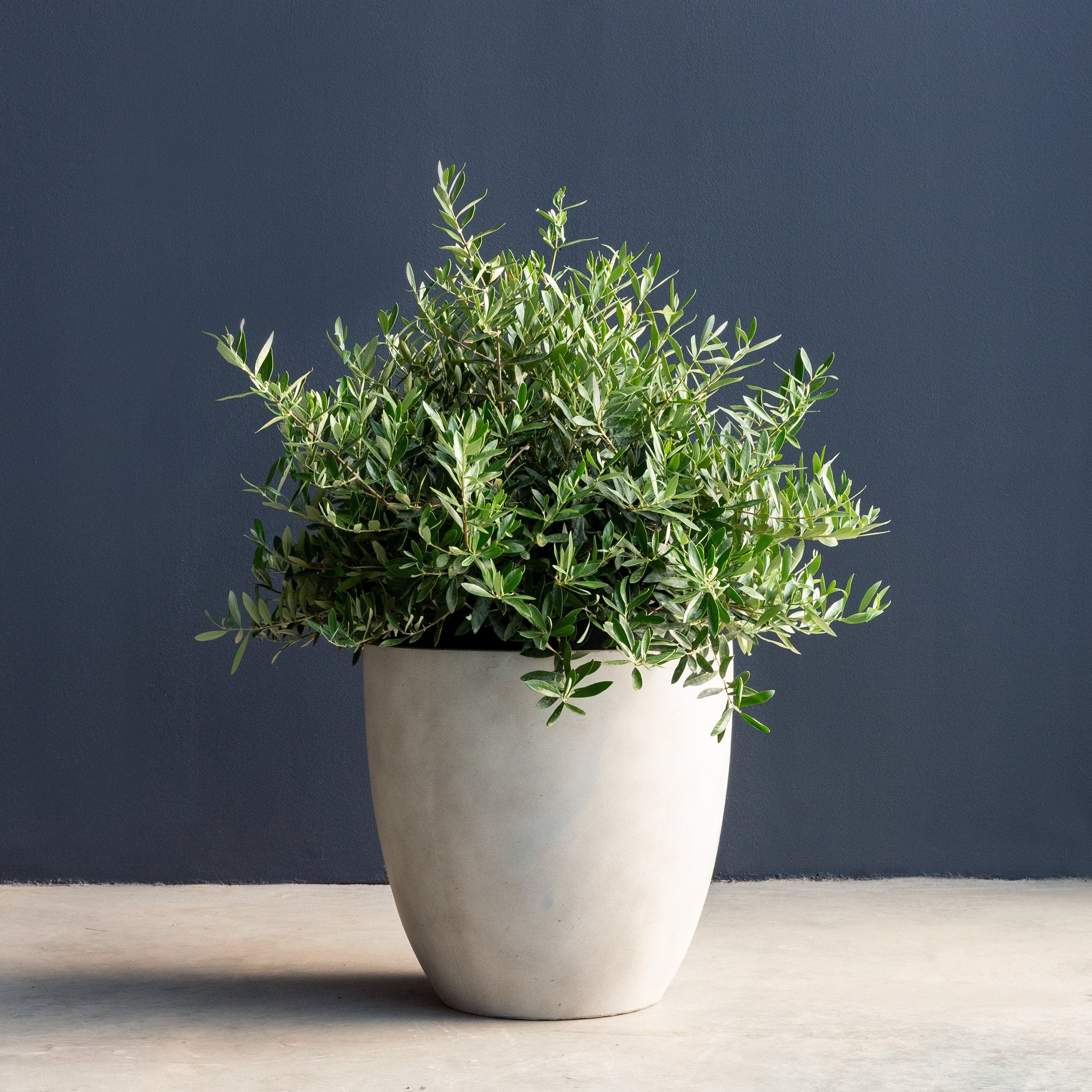 Olive Dwarf Bush (Olea europaea 'Wilsonii') – Rolling Greens