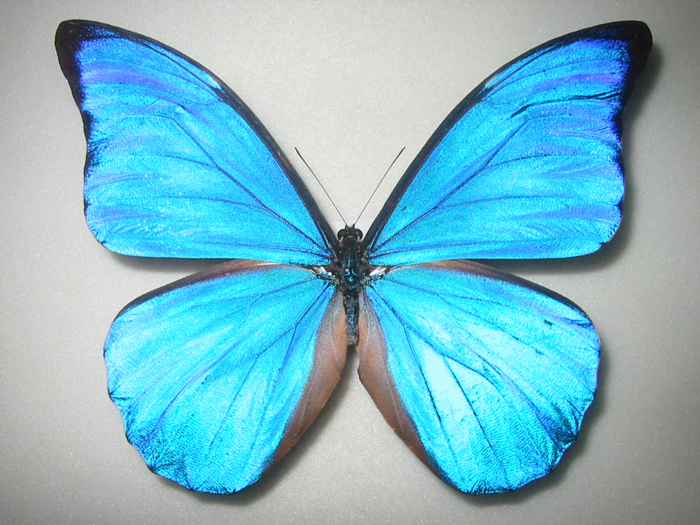 アナクシビアモルフォ Morpho anaxibia ～ 蝶の標本 麗蝶 ～