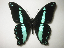 アゲハ蝶 標本 -アゲハ2-