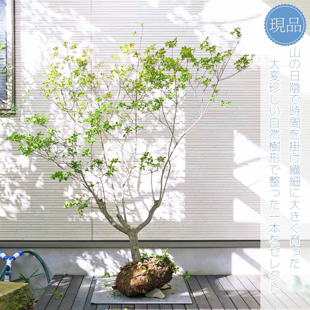 楽天市場】【現品】山採り【大型ドウダンツツジ】自然風樹形 樹高H