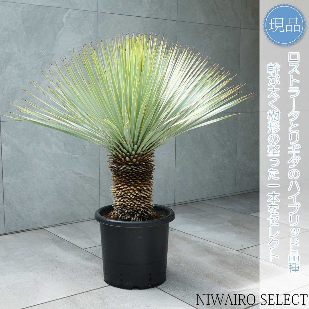 いぬ ユッカ マルデヌベス ロストラータバージョン タグ付き ユッカ