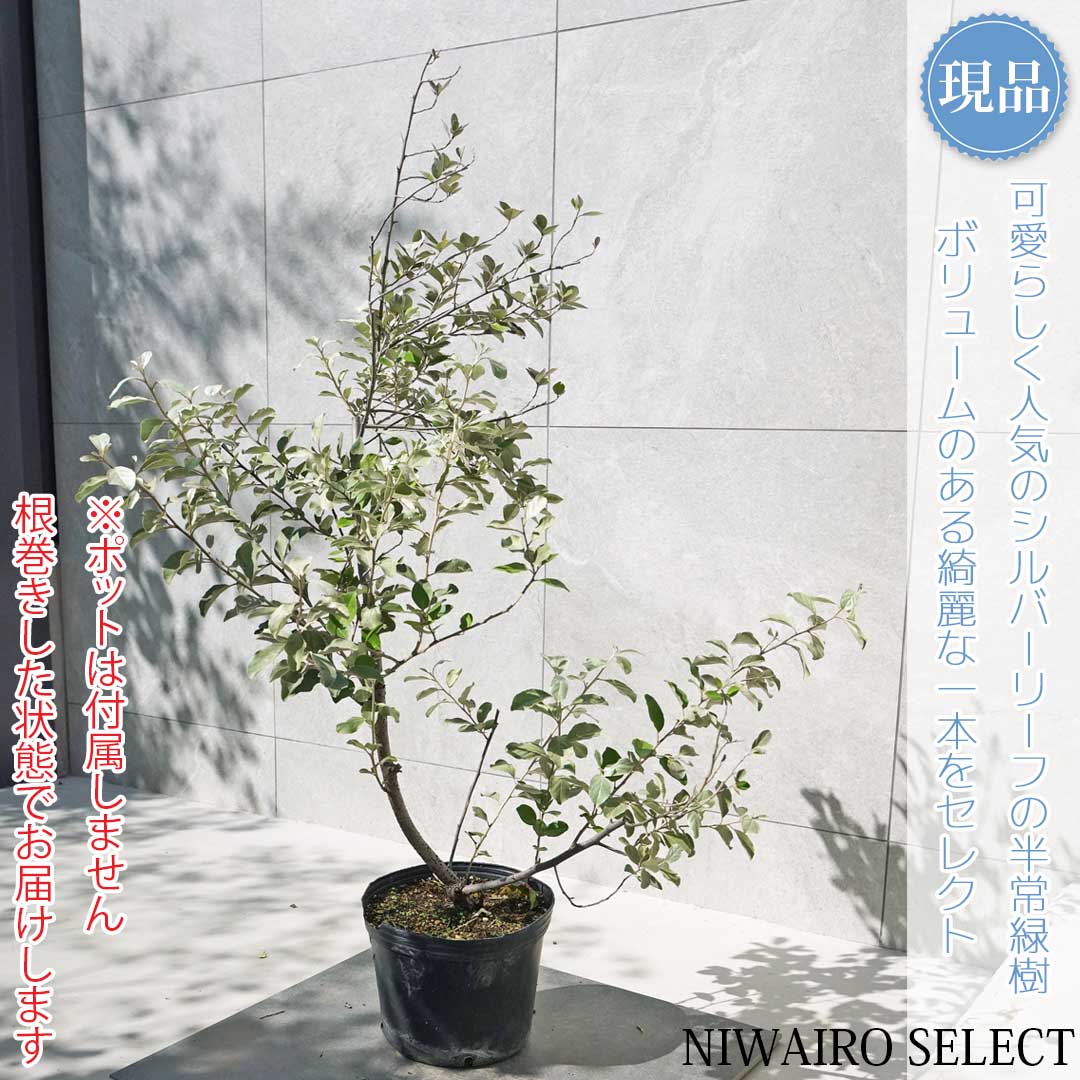 楽天市場】【シマグミ】シルバーリーフ 自然風樹形 樹高H≒100 × 枝張W