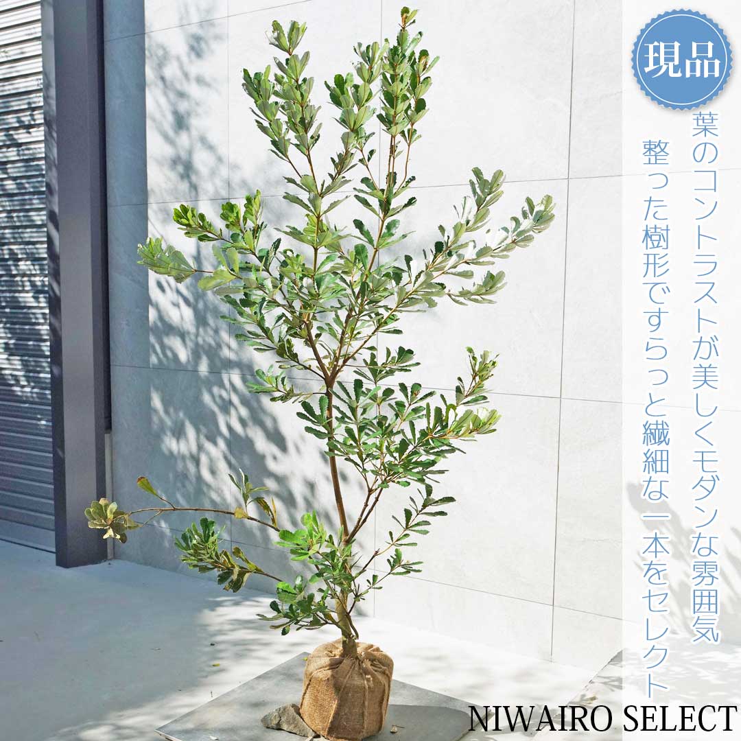 楽天市場】【現品】【バンクシア】コーストバンクシア オージー